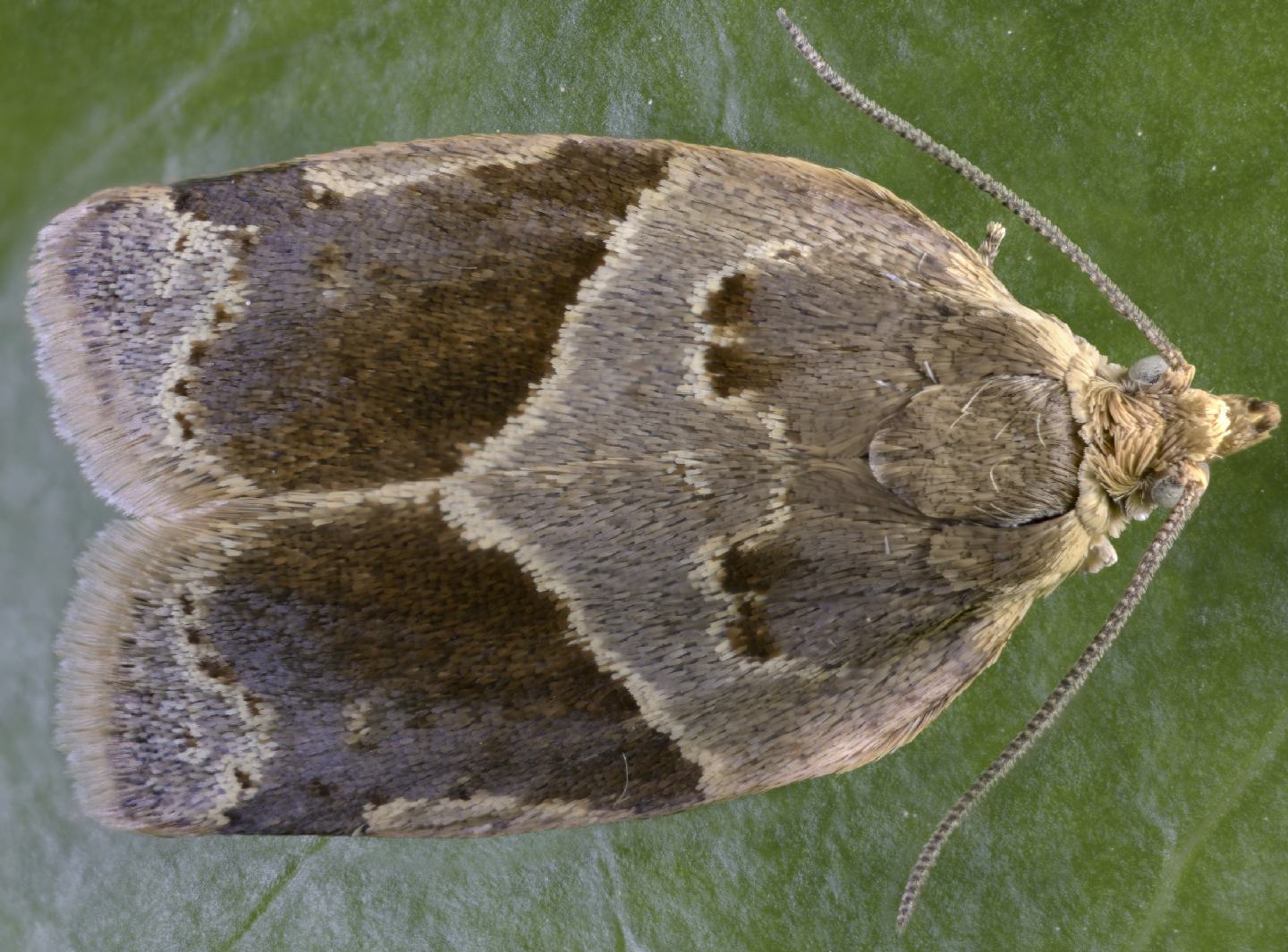 Tortricidae: Clepsis dumicolana